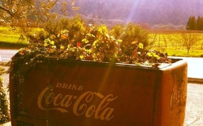 Can Coca Cola grow your garden?