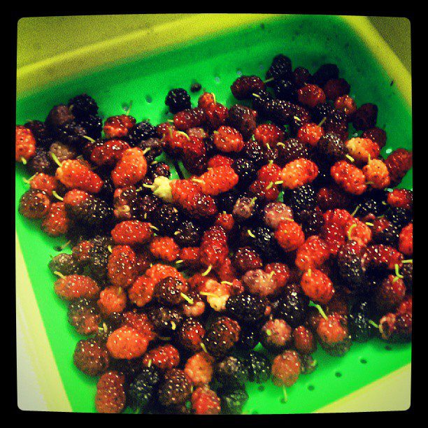 Mulberries