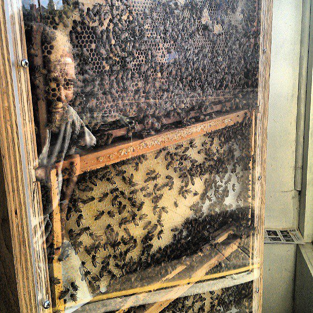 Huge beehive in the art gallery, save the bees!