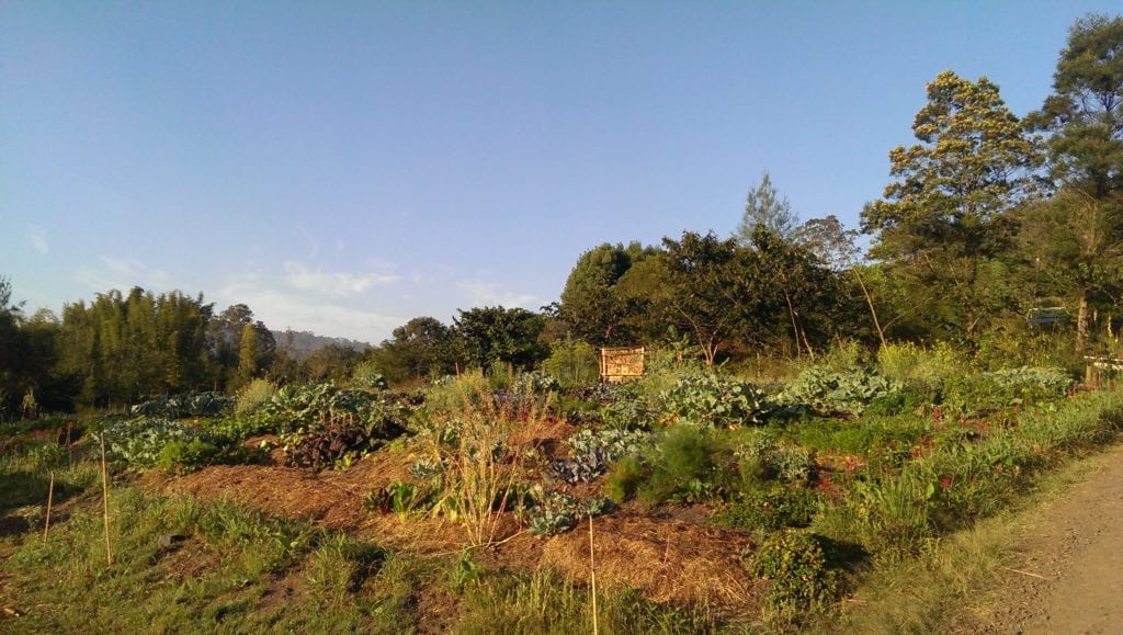 Zaytuna Farm Permaculture