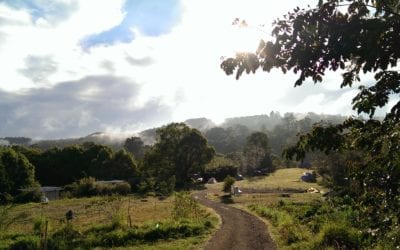 Permaculture Design Course Day 5 : Trees