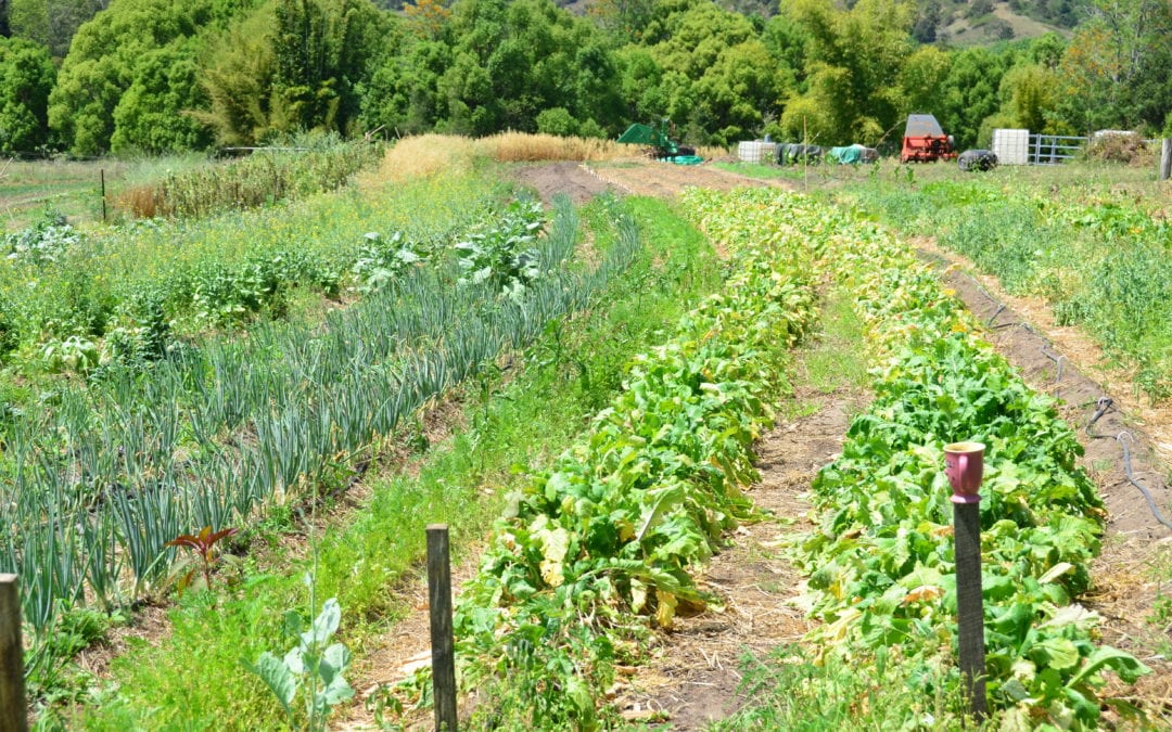 Healthy Food Permaculture