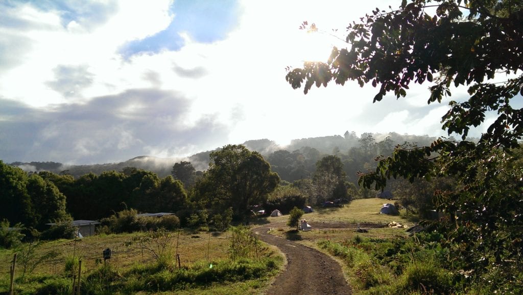 Trees are awesome, permaculture style