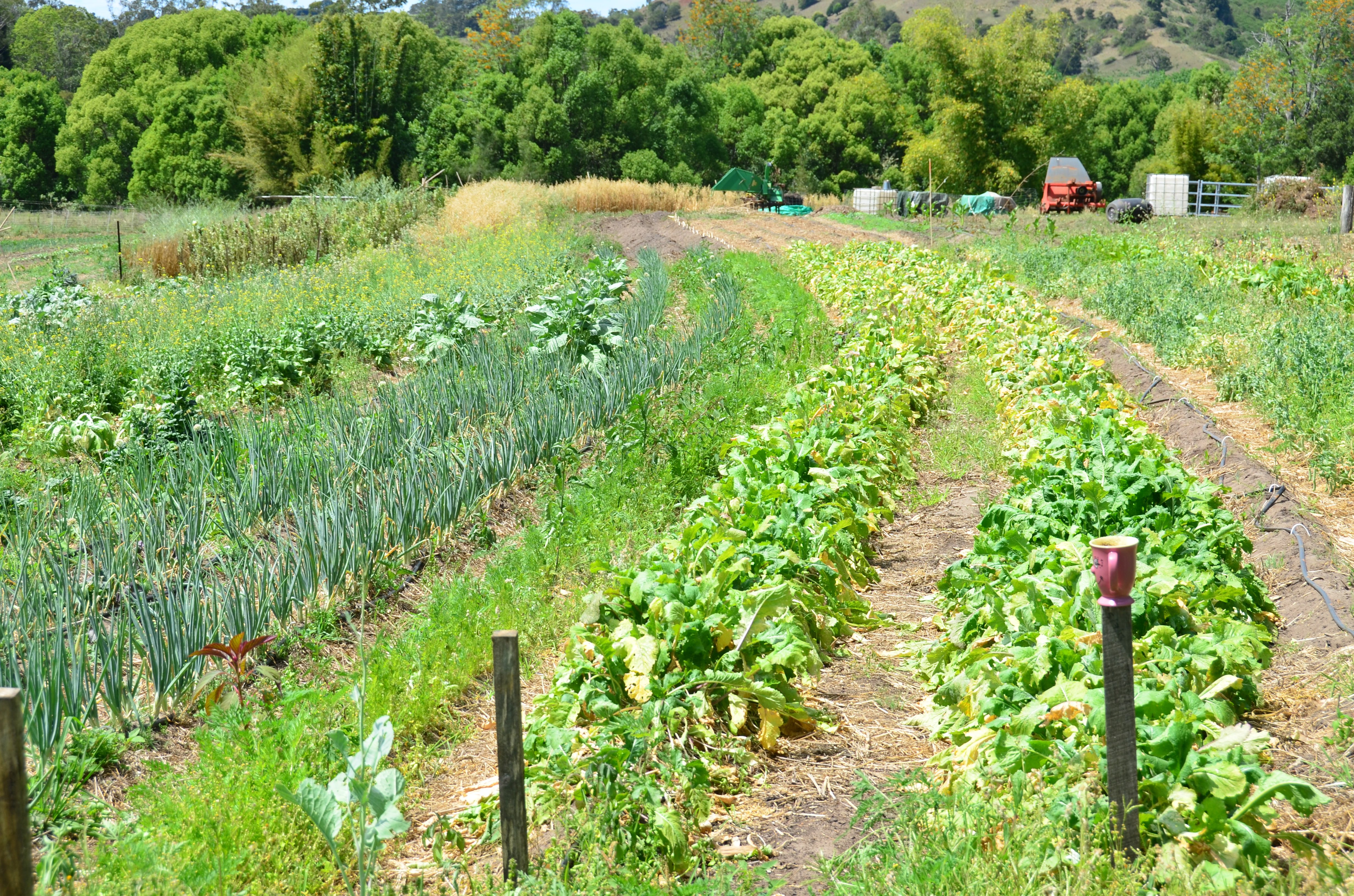 Healthy Food Permaculture Healthy Food Permaculture